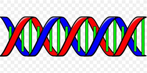 Nucleic Acid Double Helix Dna Clip Art Png 1280x640px Nucleic Acid Double Helix Area Brand