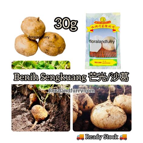 30g Wh096 Jicama Seeds Sweet Turnipyam Bean 芒光沙葛 Biji Benih