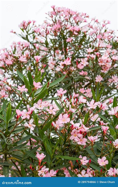 A Oleander Tree Full Of Flowers Oleander Flowers In Full Bloom Stock