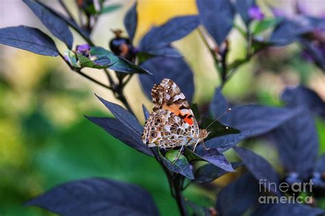 Colorful Painted Lady Photograph By Ladonna Mccray Fine Art America