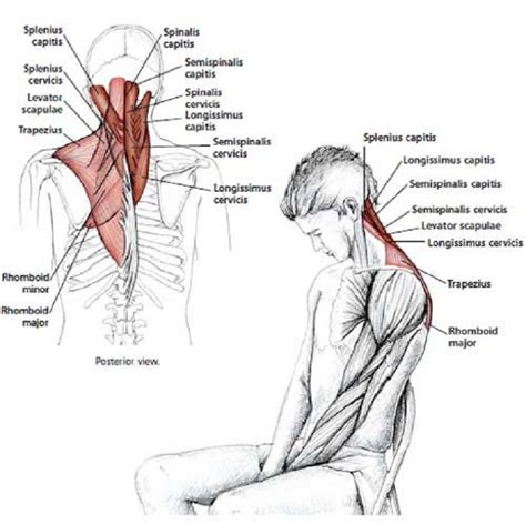 Neck and Shoulder Stretches to Reduce Tension | Health | Shoulder ...