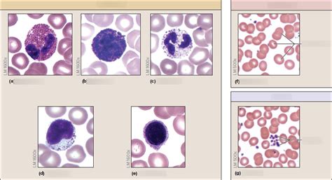 A P Lab Quiz Blood Diagram Quizlet