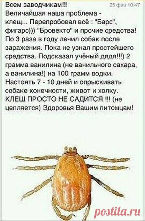 Проверенное средство от клещей Проверенное средство от клещей Читай ...