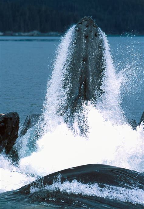 Alimentación De La Estocada De Las Ballenas Jorobadas Imagen De Archivo