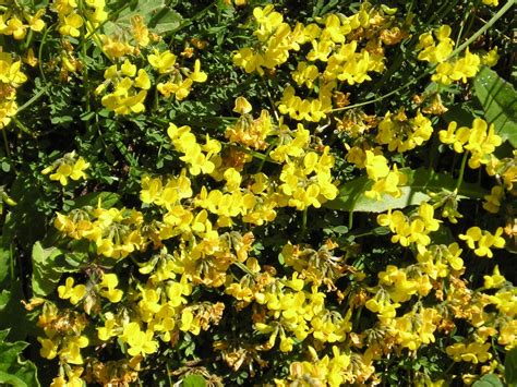 Bildet : mat, produsere, Evergreen, gul, flora, raps, Wildflower ...
