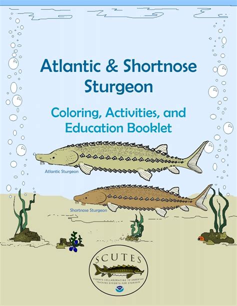 Atlantic And Shortnose Sturgeon National Marine Fisheries Service