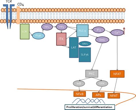 Brutons Tyrosine Kinase Btk As A Promising Target In Solid Tumors