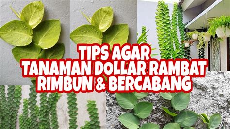 Tips Agar Tanaman Dollar Rambat Rimbun Bercabang Youtube