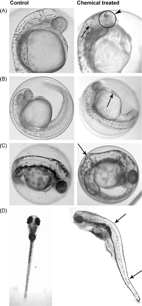 Figure From Development Of A Screening Assay To Identify Teratogenic