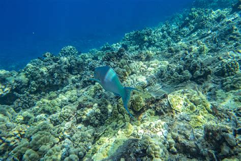 The 10 Best Maui Snorkel Tours From Kaanapali To Kihei