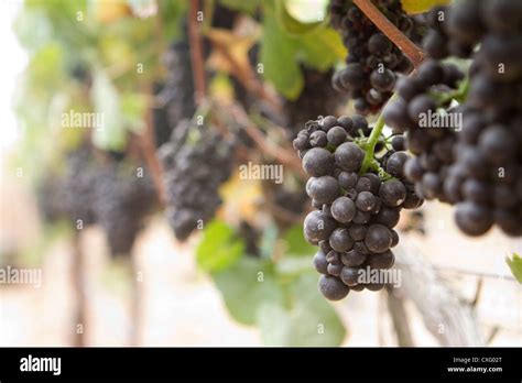 A Close Up Of A Perfect Cluster Of Pinot Noir Grapes Stock Photo Alamy