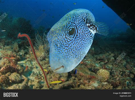 Blue Spotted Puffer Image And Photo Free Trial Bigstock