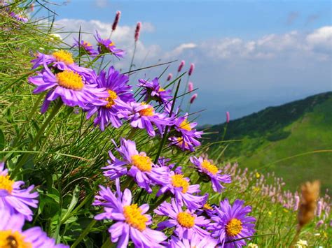 🔥 [40+] Mountain Wildflowers Wallpapers | WallpaperSafari