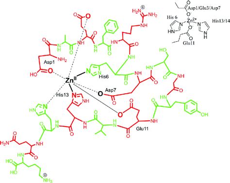 Depiction Of Zn Ii Coordination With Ab Peptide Only The