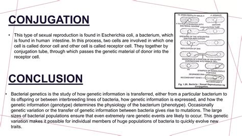 Bacterial Genetics System Ppt