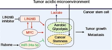 The Work Model Of Lin28b Myc Mir 34a Signaling Pathway In Regulating Download Scientific