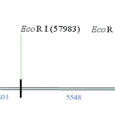 (A) EcoRI restriction map in the region of the β- and δ-globin genes.... | Download Scientific ...