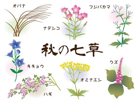 秋の七草とは？その時期はいつ？花言葉は？名前の覚え方や意味や由来についてご紹介します 萩の花 花 イラスト 花言葉