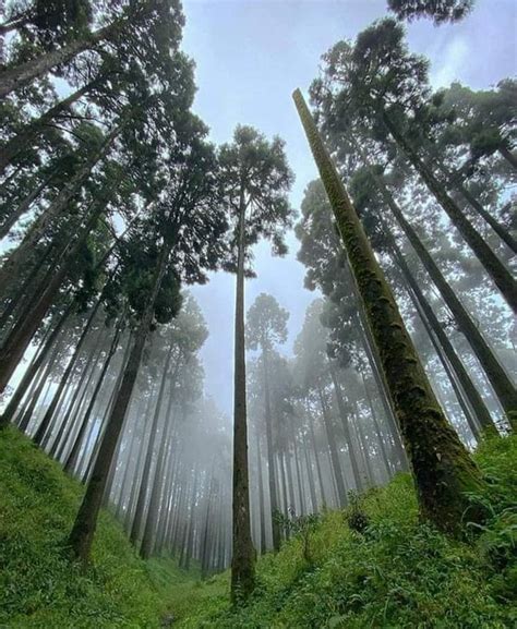 Lamahatta, Darjeeling : r/IncredibleIndia