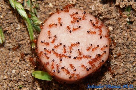 Hymenoptera Formicidae Solenopsis Xyloni Southern Fire Ant D Urban Programs El Paso County