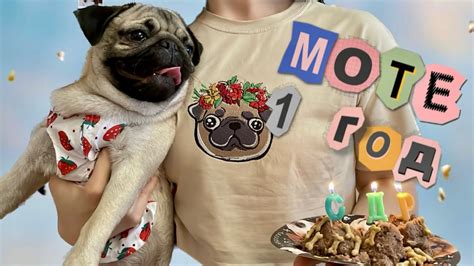 МОТЕ 1 ГОД🎂 День рождения мопса | VLOG - YouTube