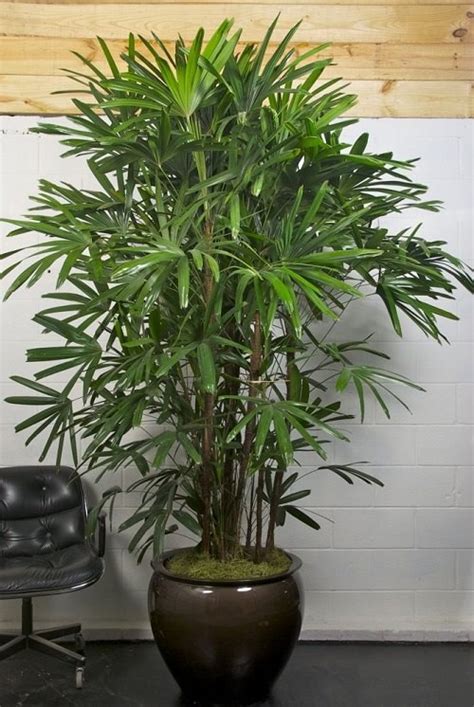 15 Indoor Trees For Your Living Room In India • India Gardening