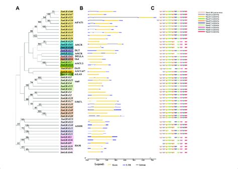 Phylogenetic Tree Gene Structure And Conserved Motif Of 48 GRAS