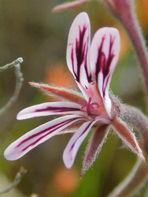 Cute Storksbill From Platkloof Trail Greyton South Africa On