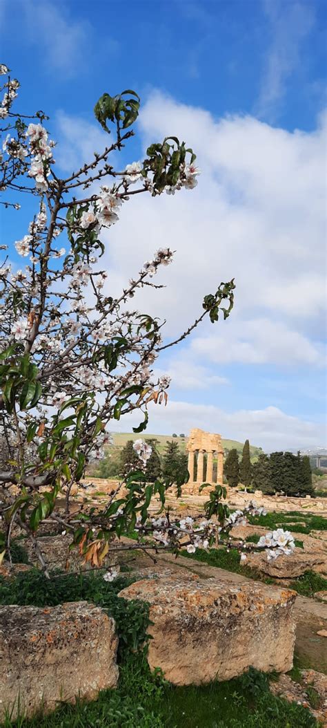 Ritorna La Sagra Del Mandorlo In Fiore Dal 05 Al 12 Marzo 2023 GuideGuide