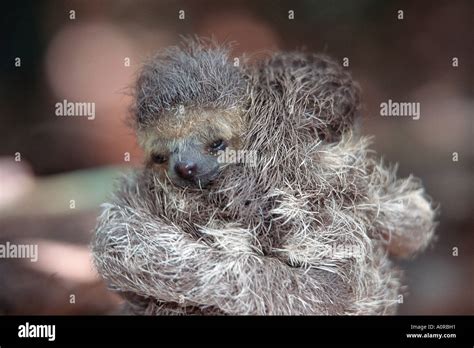 Pale throated sloth hi-res stock photography and images - Alamy