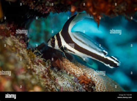 Drum Fish Hi Res Stock Photography And Images Alamy