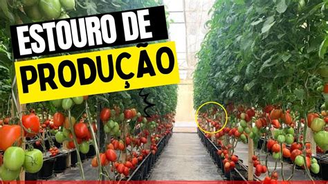 Produ O De Tomates A Todo Vapor Planta O De Tomate Em Estufa