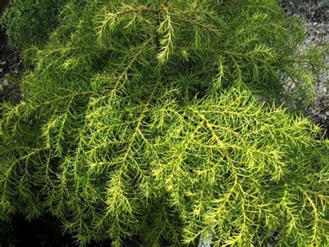 Cryptomeria Japonica Elegans Aurea Japanese Cedar Plant Lust