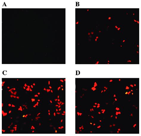 Transfection Of Ang Cmnps Into Human Malignant Melanoma Cells