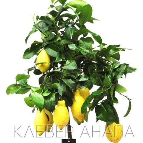 Комнатные растения и цветы | Anapa