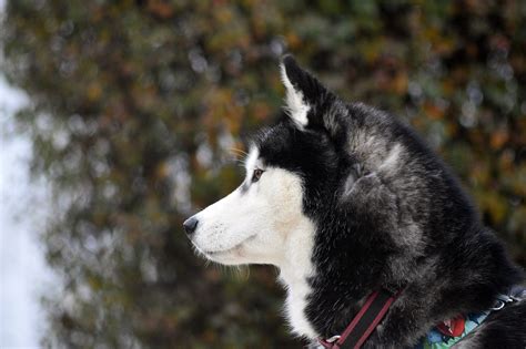 1000 Free Siberian Huskies And Siberian Husky Images Pixabay