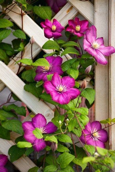 Growing Climbing Clematis The Perennial With Big Flower Power Clematis Trellis Climbing