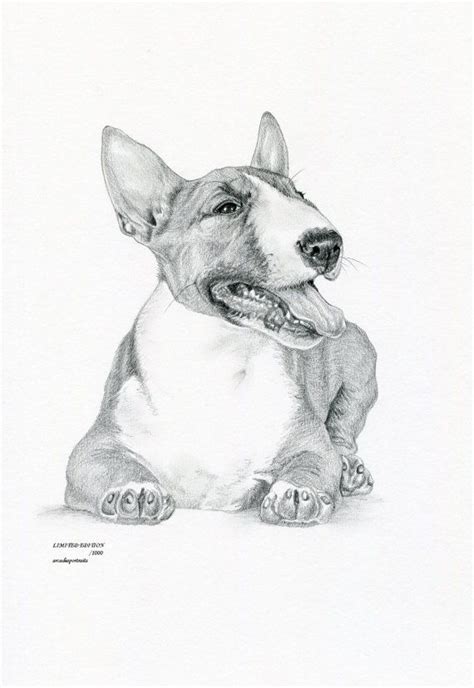 Bull Terrier 5 Dog Limited Edition Art Drawing Print Signed By Uk