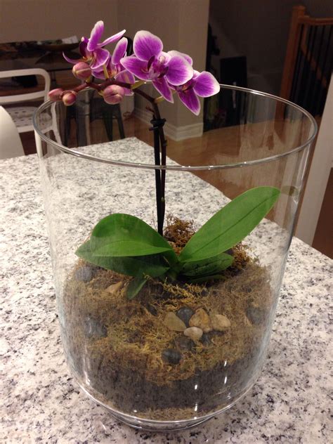 Mini Orchid Terrarium Orchids Orchid Seeds Orchid Terrarium