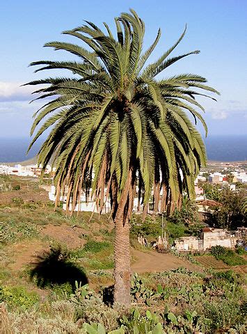 Palmera canaria qué es características hábitat usos cuidados