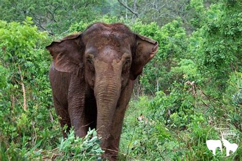 Ramba está a caminho do Santuário de Elefantes no Mato Grosso