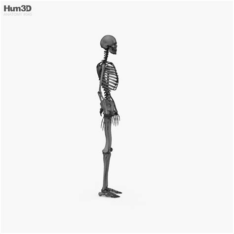 Esqueleto humano femenino Modelo 3D Anatomía Humana on Hum3D