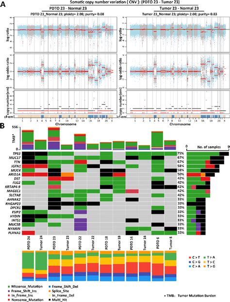 The Pdtos Maintained The Heterogeneity Of Original Tumors A The Pdto