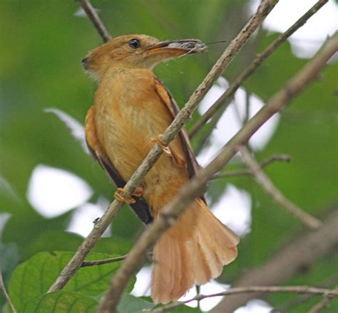 Simon And Karen Spavin Amazonian Royal Flycatcher