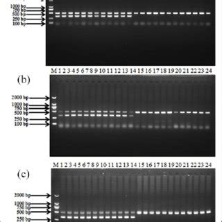 Pdf Sex Identification Of Pigeons Using Polymerase Chain Reaction Analysis With Simple Dna