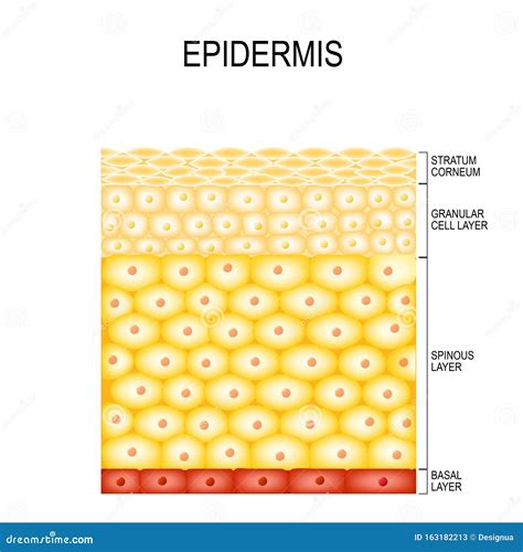 Células Da Pele E Camadas De Estrutura De Epiderme Ilustração Do Vetor