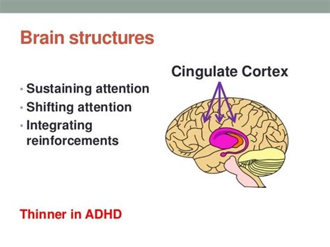 Adhd Brain Structure