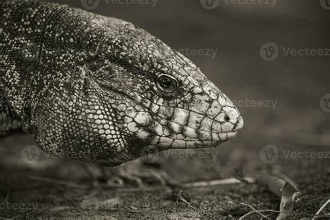 Argentine Black And White Tegu Lizard Pantanal Brazil 26310121 Stock