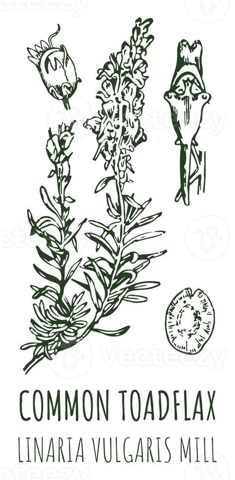 Drawings Common Toadflax Hand Drawn Illustration Latin Name Linaria Vulgaris 24777503 Png