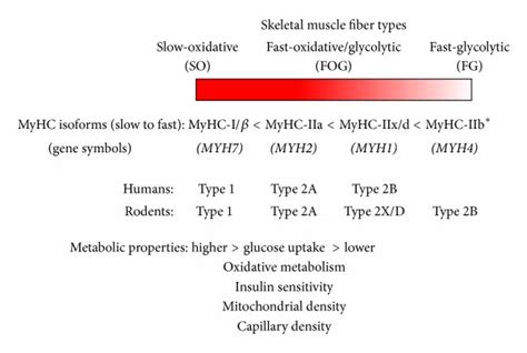 Genetic Dissection Of The Physiological Role Of Skeletal Muscle In